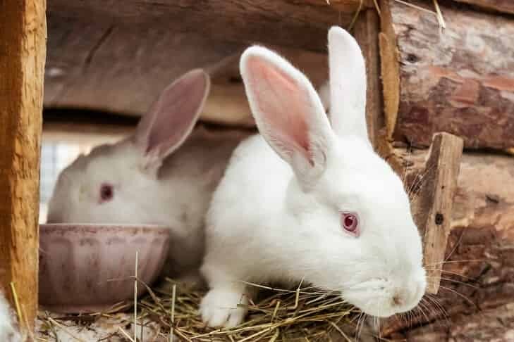    Фото Алексея Танюшина из архива VN.ru