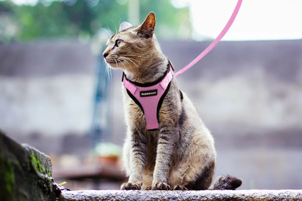 Фото с сайта: https://www.ilmiogattoeleggenda.it/accessori-per-viaggiare-in-auto-con-il-gatto-in-tutta-tranquillita/