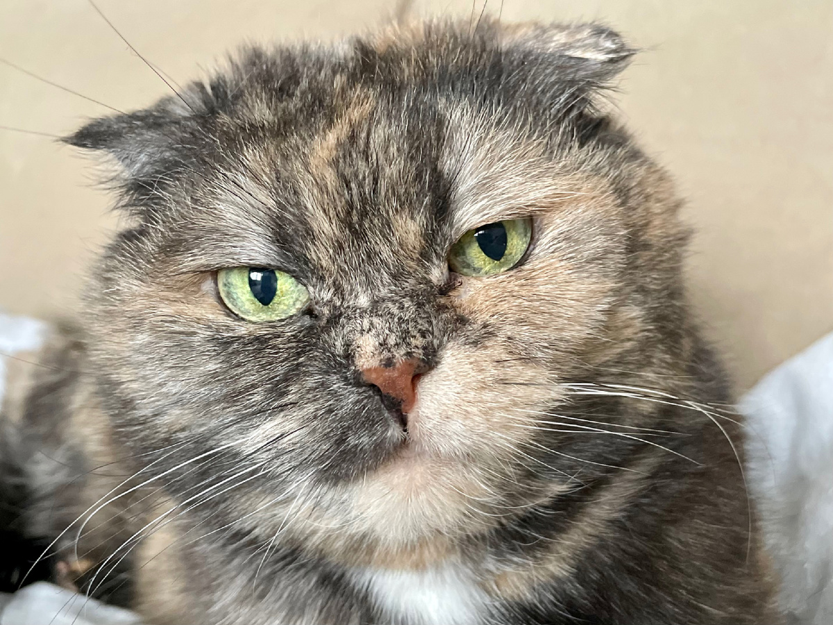 И кто же там ходит?🙀