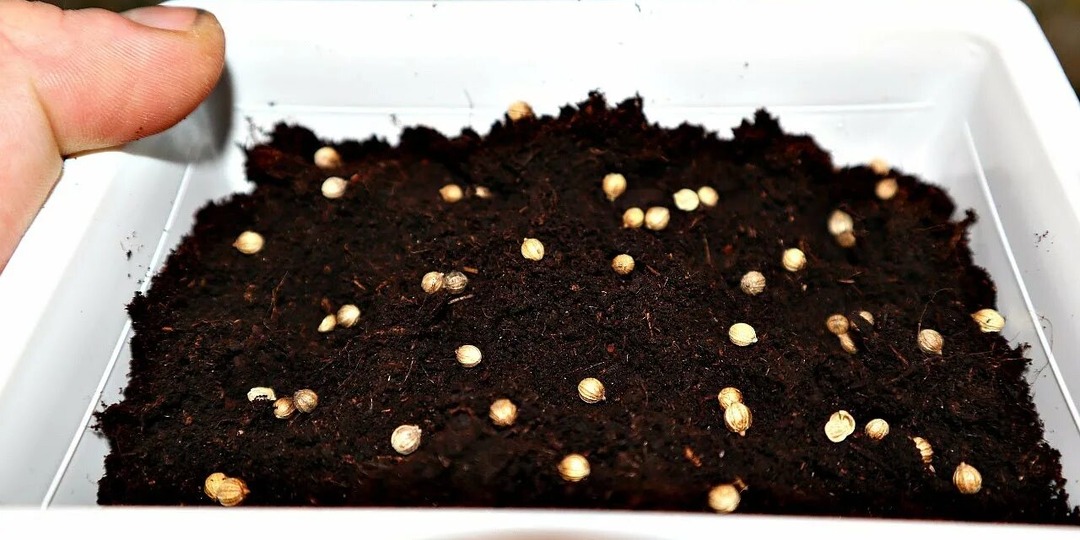 Что посадить в феврале на рассаду?