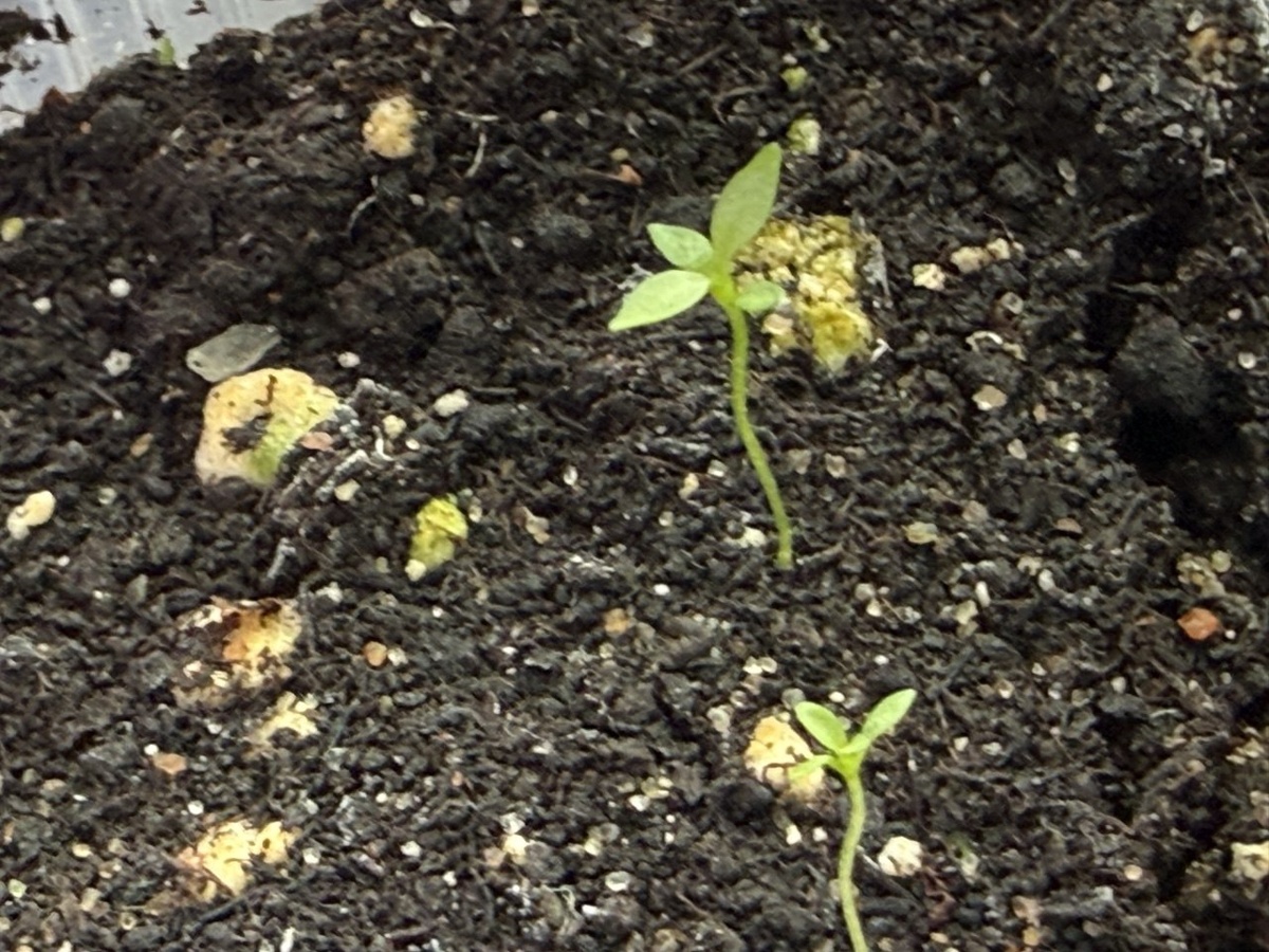 Всходы эустомы