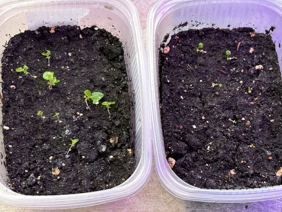 Всходы бегонии