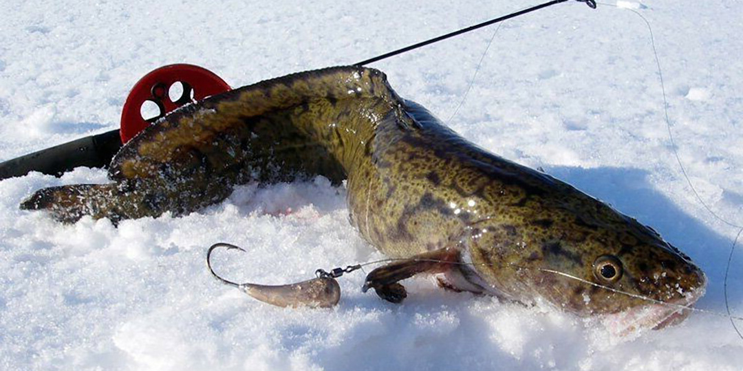 Налим в феврале. Как ловить? Раскрываю все секреты.