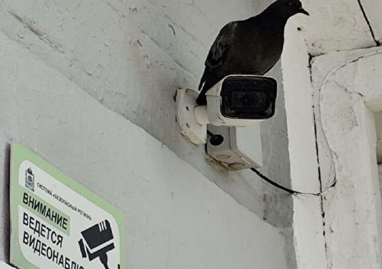 Четверо из Дятьково погорели жутко на присланных мошенниками фейк-видео с собой