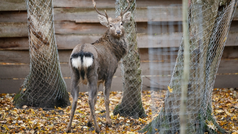      Фото: Дмитрий Ахмадуллин / / ИА «Победа26»