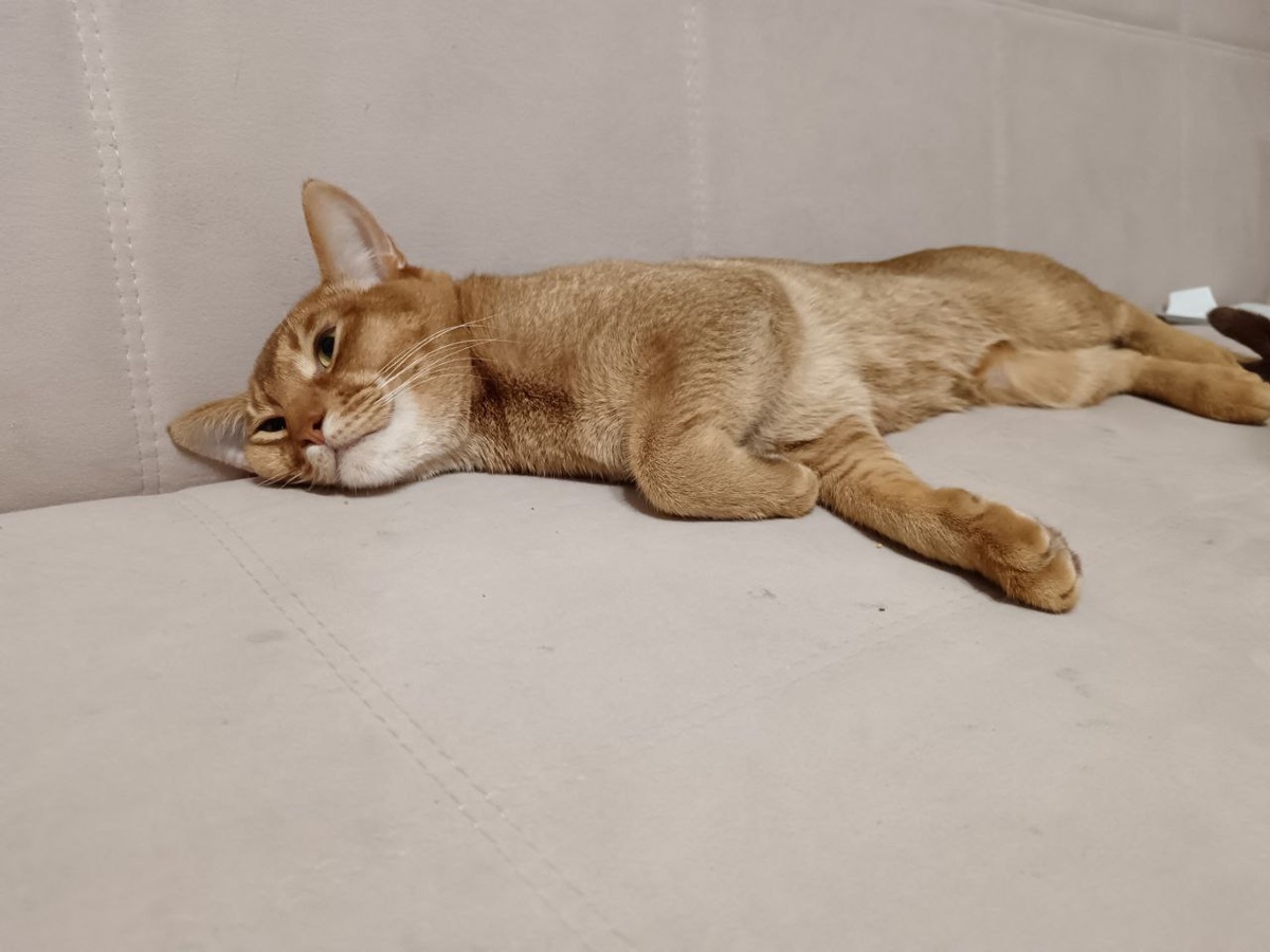 Буду лежать здесь!