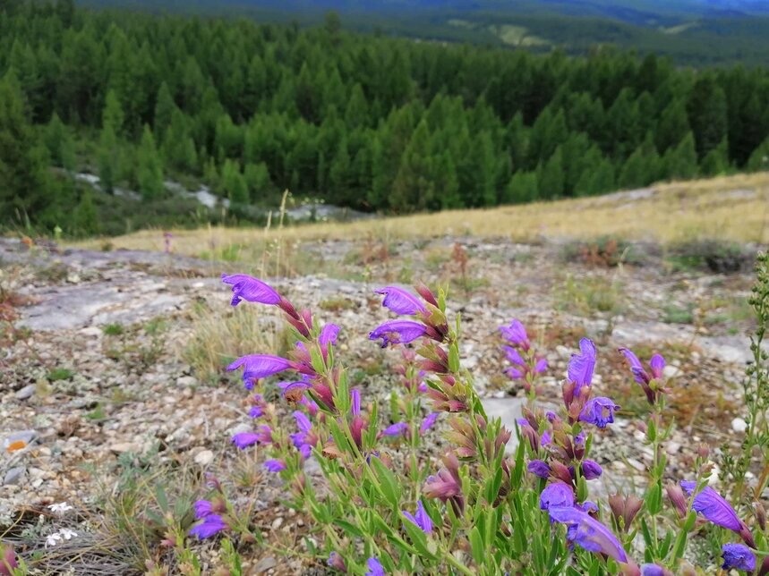 Змееголовник иноземный (Dracocephalum peregrinum). Все фото из архива автора 🤳