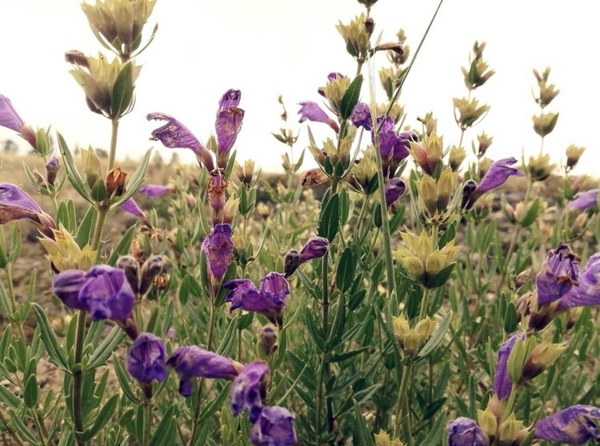 Змееголовник иноземный (Dracocephalum peregrinum).