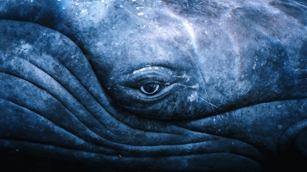 ГОРБАТЫЙ КИТ