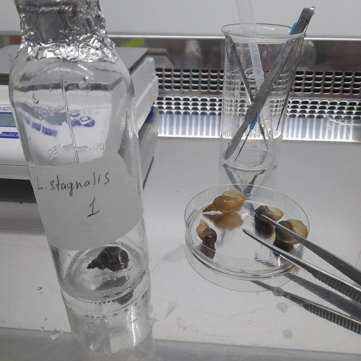    Ученые оценили накопление микропластика и в живых организмах, обитающих в Байкале