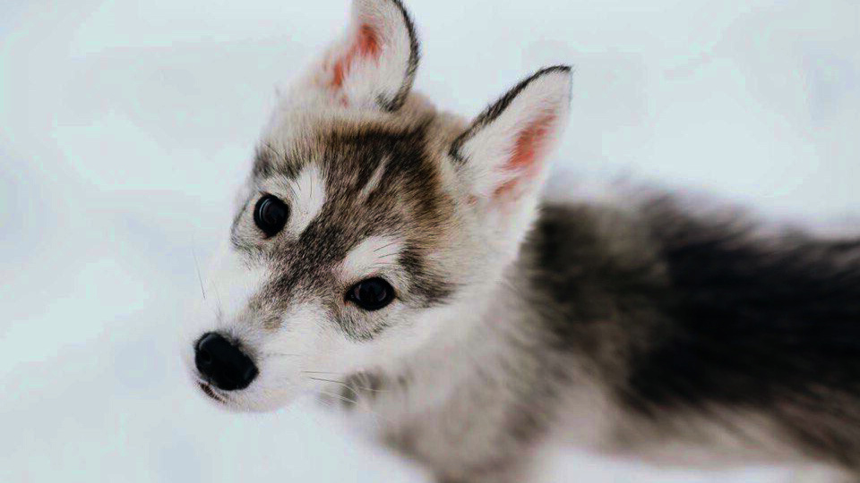 Как часто можно мыть собаку целиком?