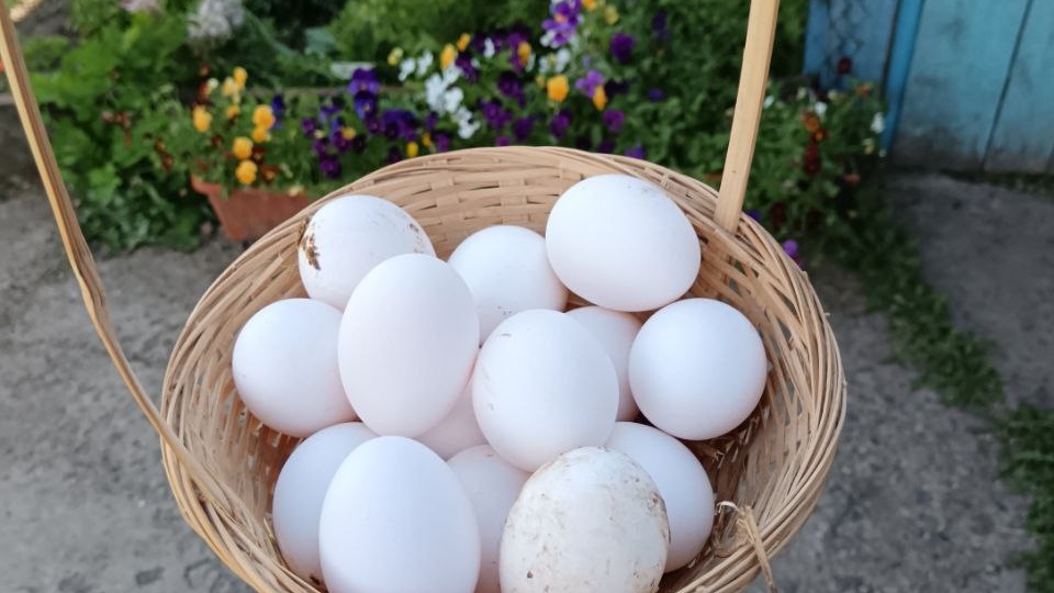 Почему списывают кур несушек с птицефабрики. Реальный возраст, продуктивность, можно ли брать таких кур. Объясняем просто