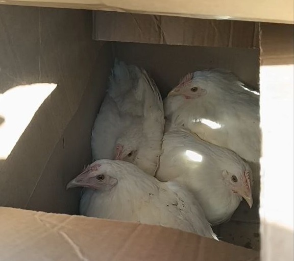 Молодки породы Хайсекс