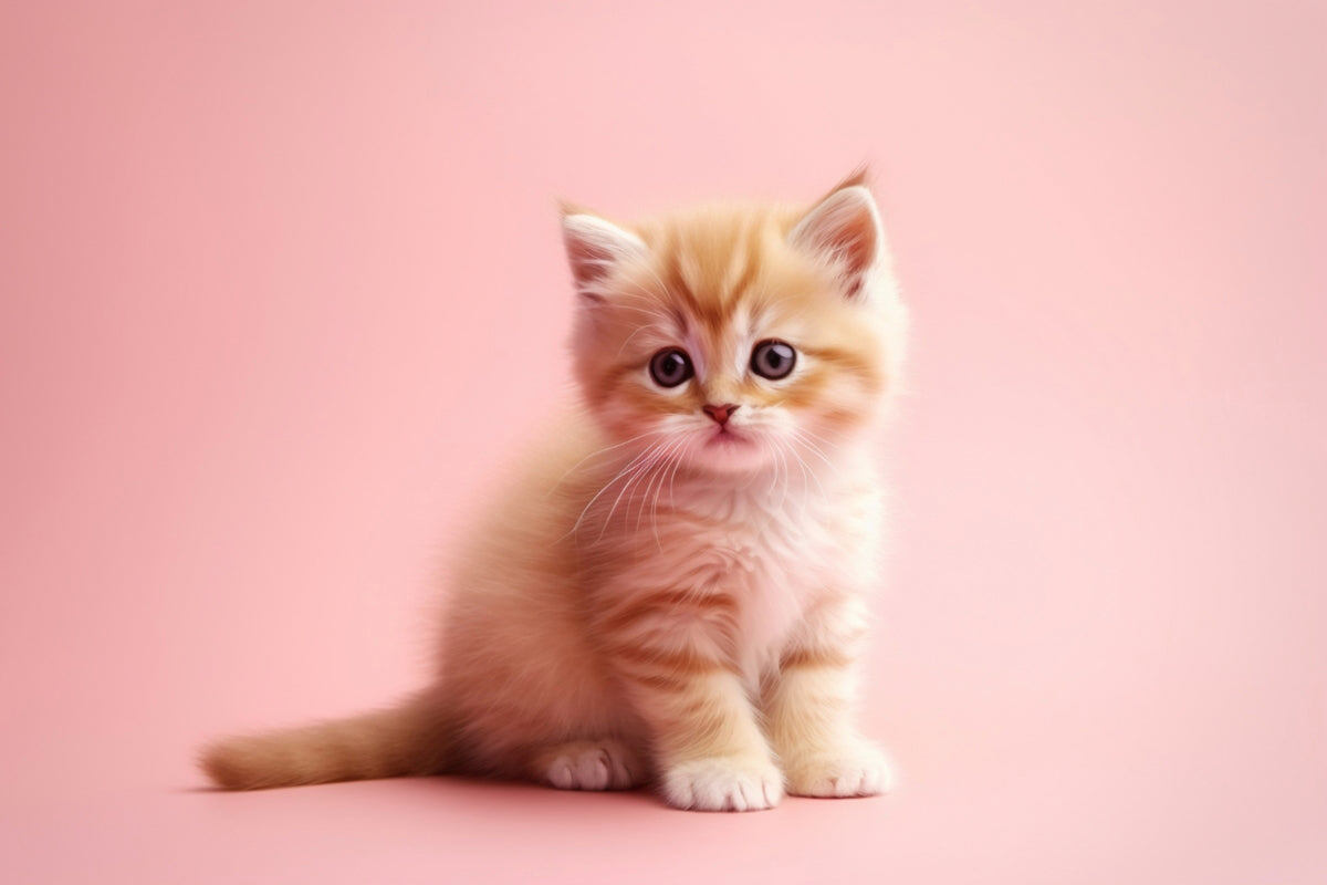 Фото с сайта: https://tinytailco.com/en-ca/blogs/news/discover-the-benefits-of-investing-in-pet-beds