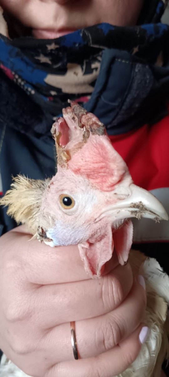 Гребень слоится и чернеет + курица в линьке, из чего делаем вывод, что это молодка