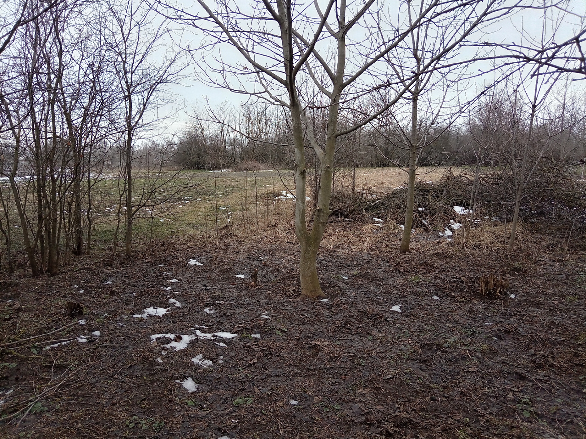 Вот огород мой заросший 