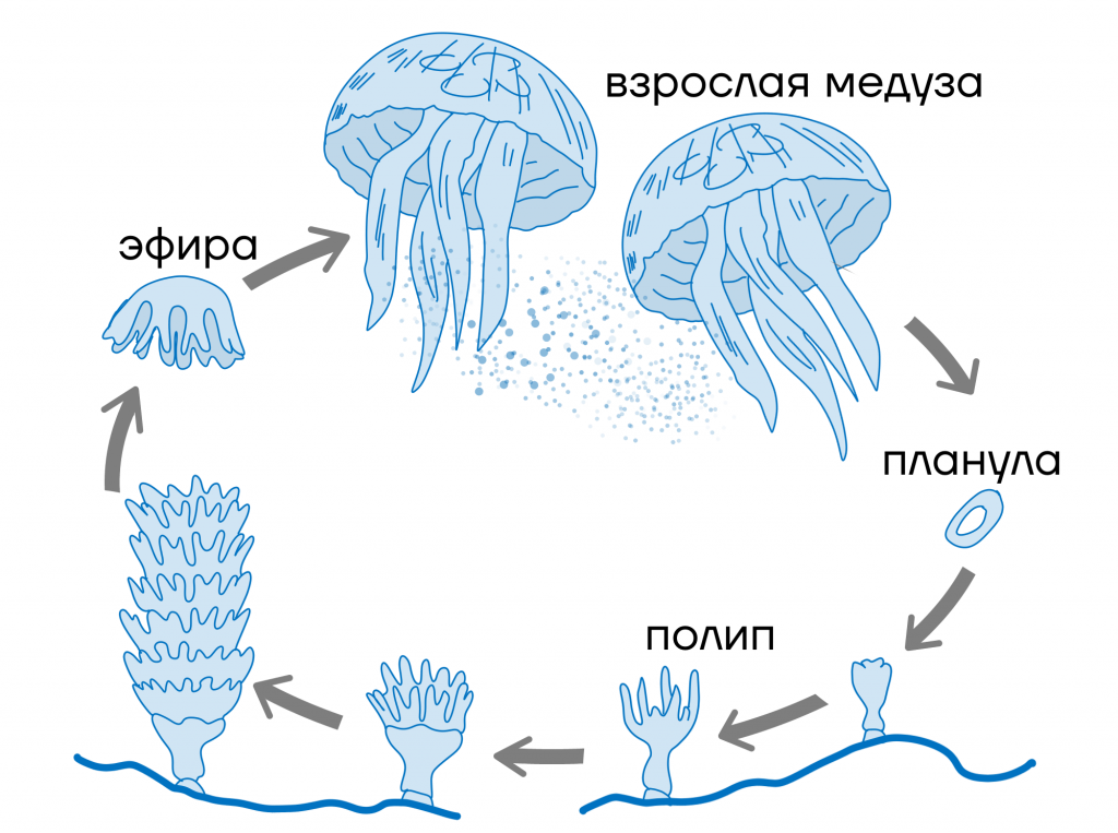 Но Turritopsis dohrnii — настоящий хакер в мире биологии. Когда ей становится плохо, её специализированные клетки (клетки колокола медузы) начинают терять свою идентичность. Источник фото - https://golnk.ru/yeA2D