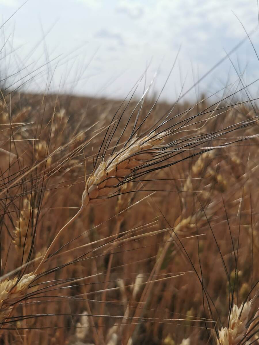 Сорт Бурбон в поле