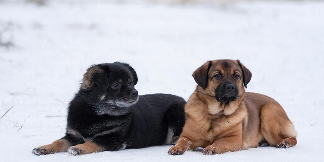 7 пород собак, которые обожали советские семьи