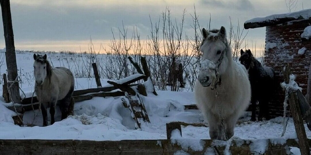 Информацию Udm-info о замерзающих лошадях в Удмуртии прокомментировали в госветслужбе