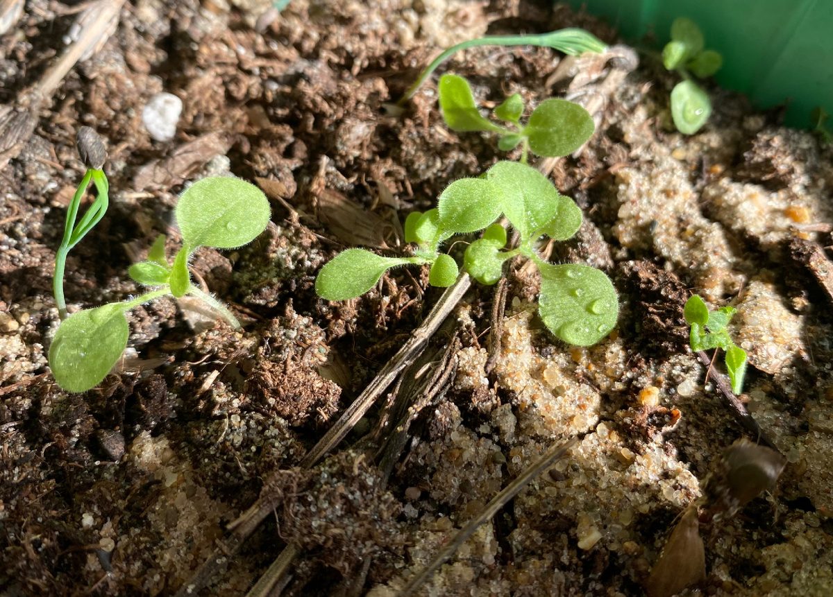 Рассада «Гаваны голд» (рядом несанкционированно взошедшие сосны — впоследствии, конечно, отсаженные 😜). Все фото из архива автора🤳