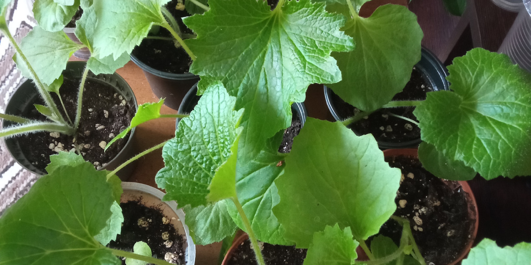 Что растет в квартире? Часть 12. Заключительная.