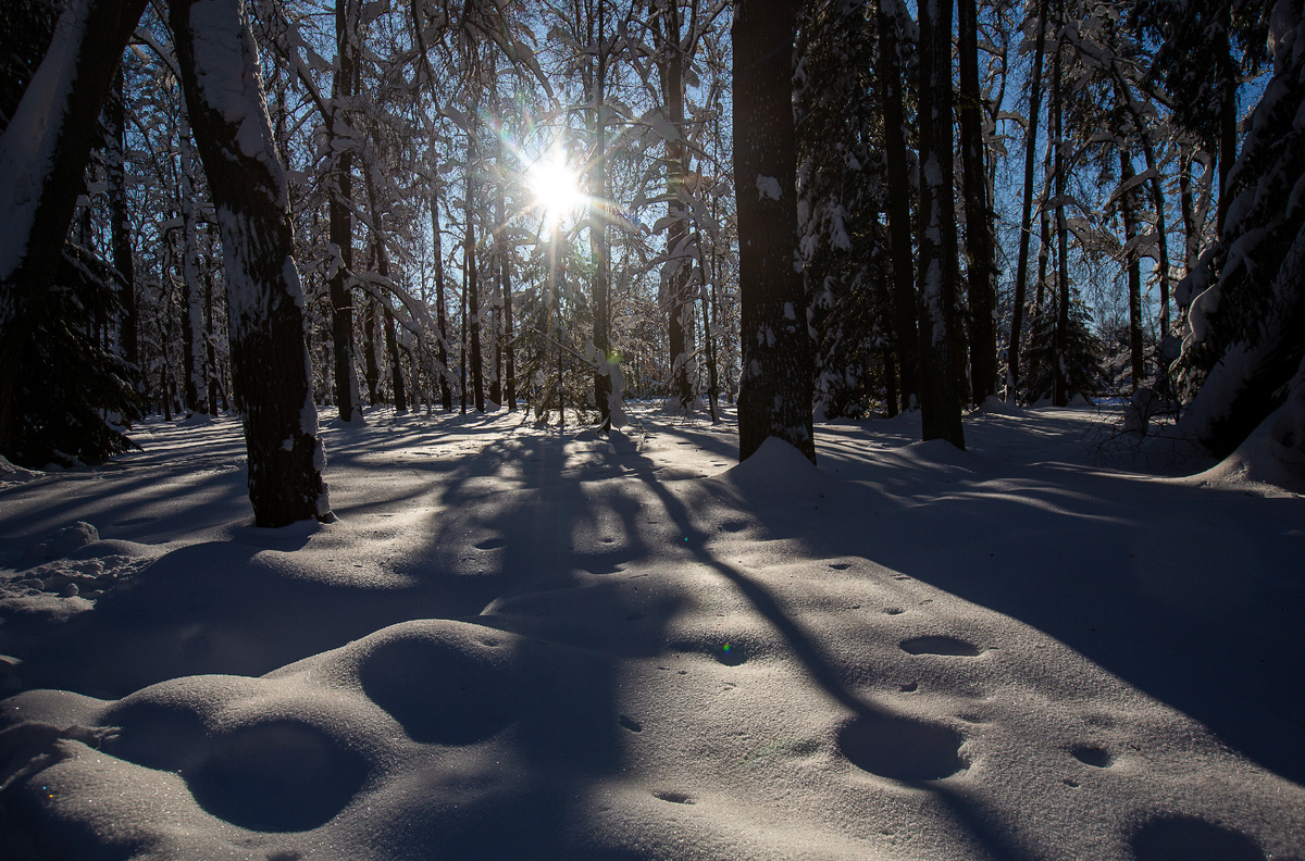 Государственный историко-художественный и литературный музей-заповедник Абрамцево. Усадебный парк в ясный морозный день. Сергиево-Посадский городской округ, Московская область. Фото автора статьи 