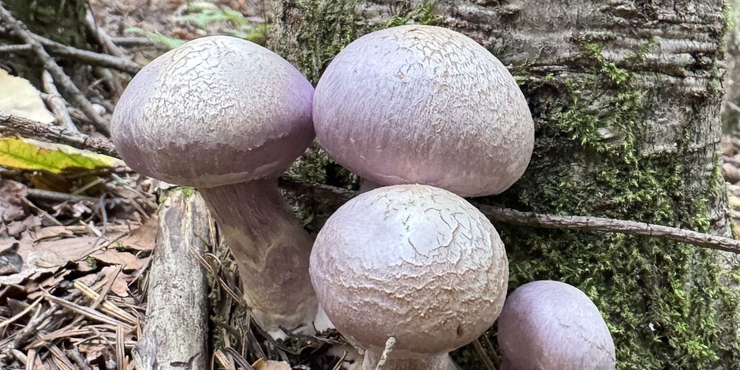 Самые интересные находки – 2025