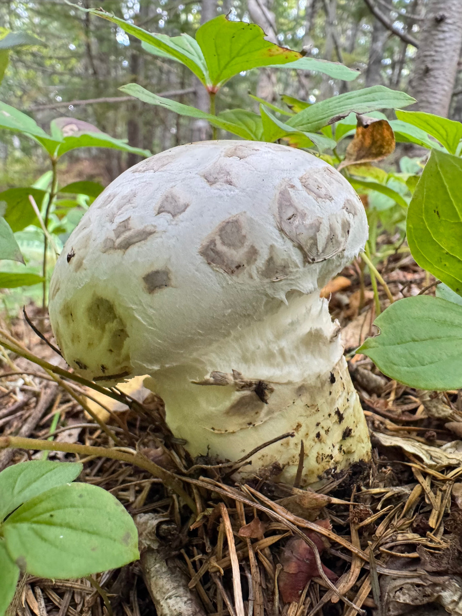 Катателазма вздутая (Catathelasma ventricosum). Сахалин