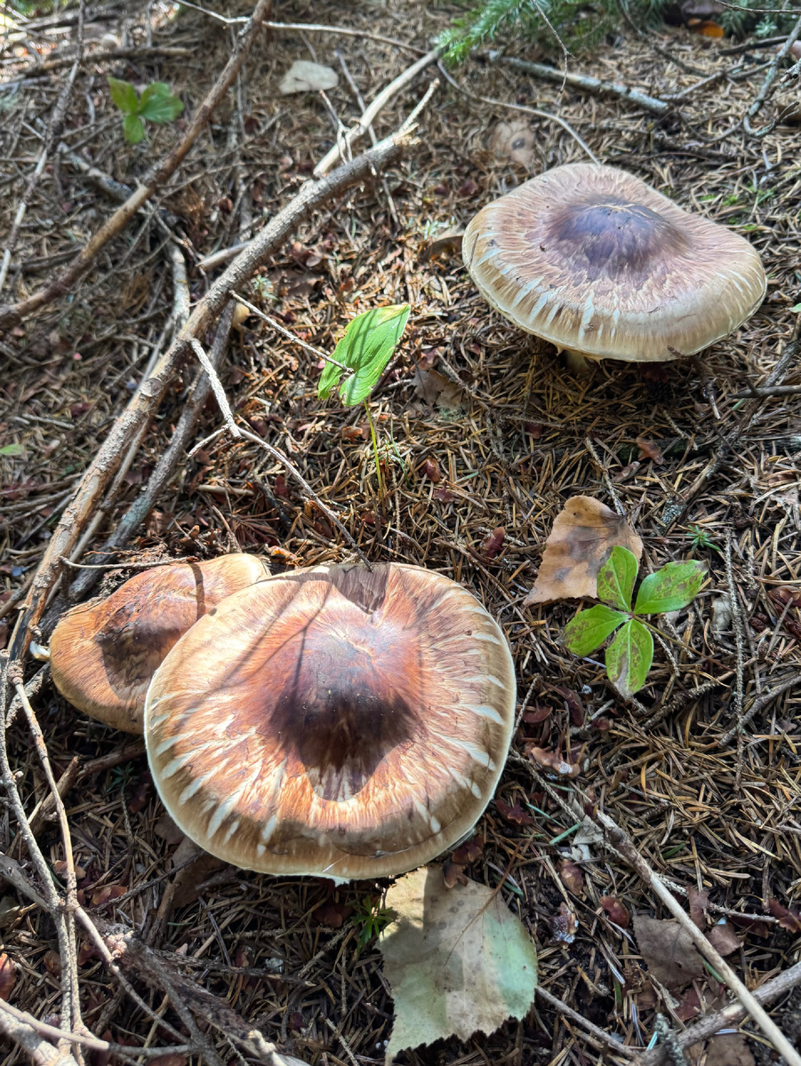 Мацутакэ (Tricholoma matsutake). Сахалин