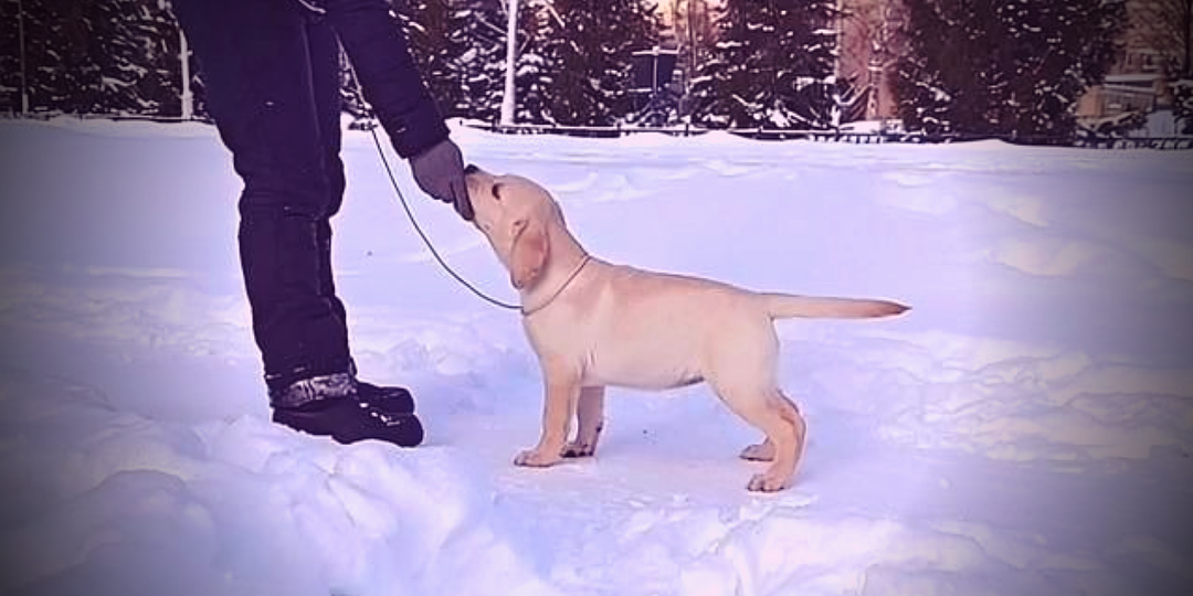 Пёс перестал тянуть поводок за 5 дней: приём посоветовал кинолог.