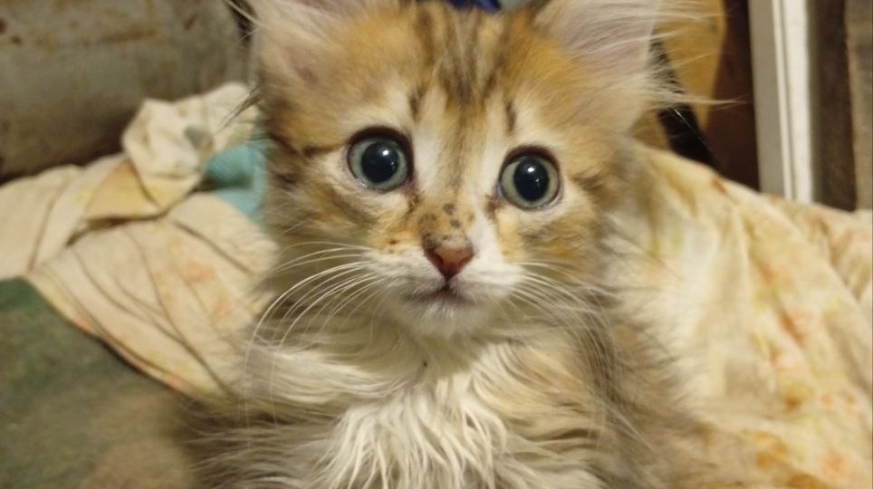 Время на исходе: в Воркуте около 40 кошек могут остаться без крова