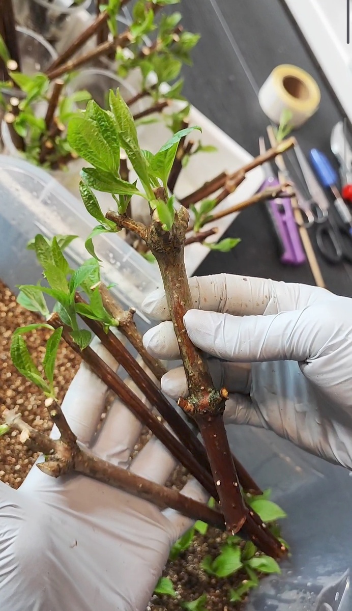 Зелёное черенкование гортензии в зимнее время года.