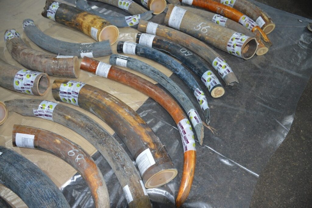    Фото: Смоленская таможня