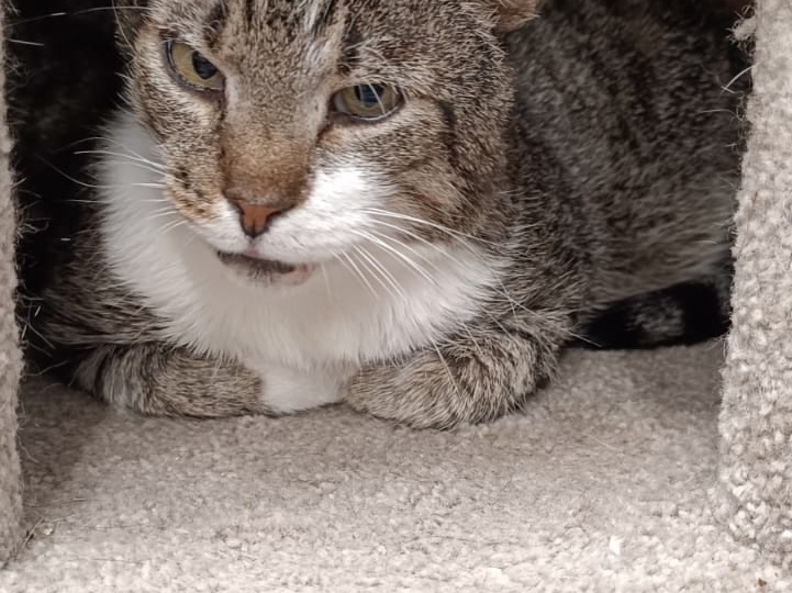 Кот Кеша ищет дом 🐾💝