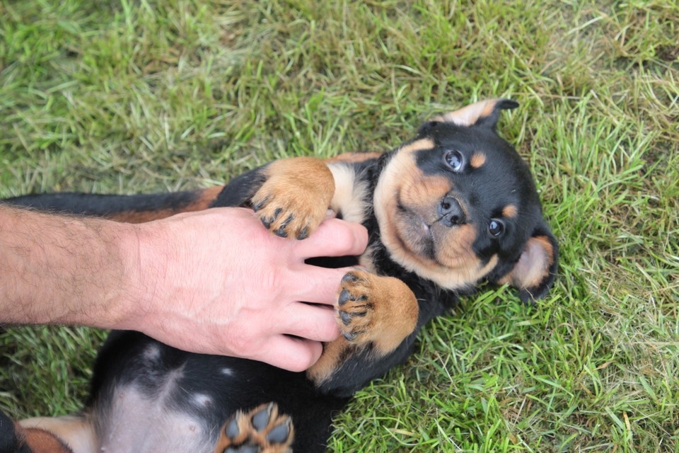    Питомцам категорически нельзя есть шоколад и виноград. Юлия ПЫХАЛОВА
