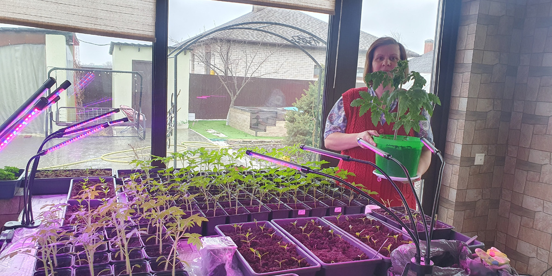 Хотите толстые стебли у томатов? Выполните эти действия после всходов рассады - результат удивит!