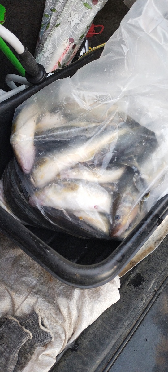 Наша рыбка.