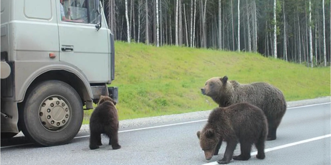 Дальнобойщик Алексей спас медведицу и 2 медвежат. А она отблагодарила его