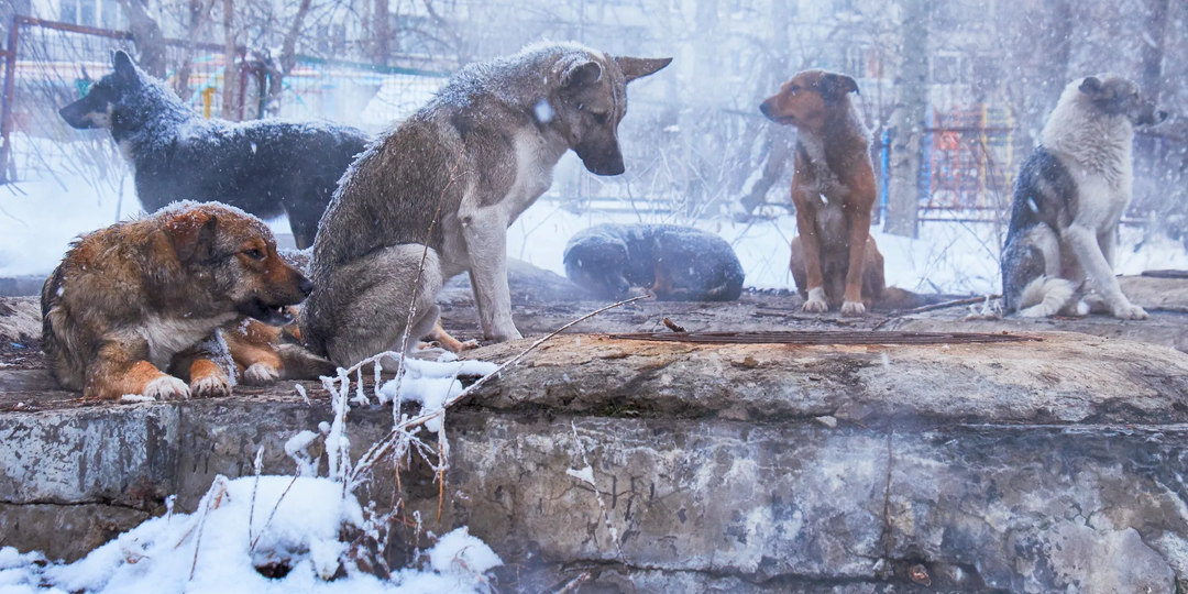 Своя боль – острая, чужая – призрачная: Размышления о сострадании людей к бездомным животным