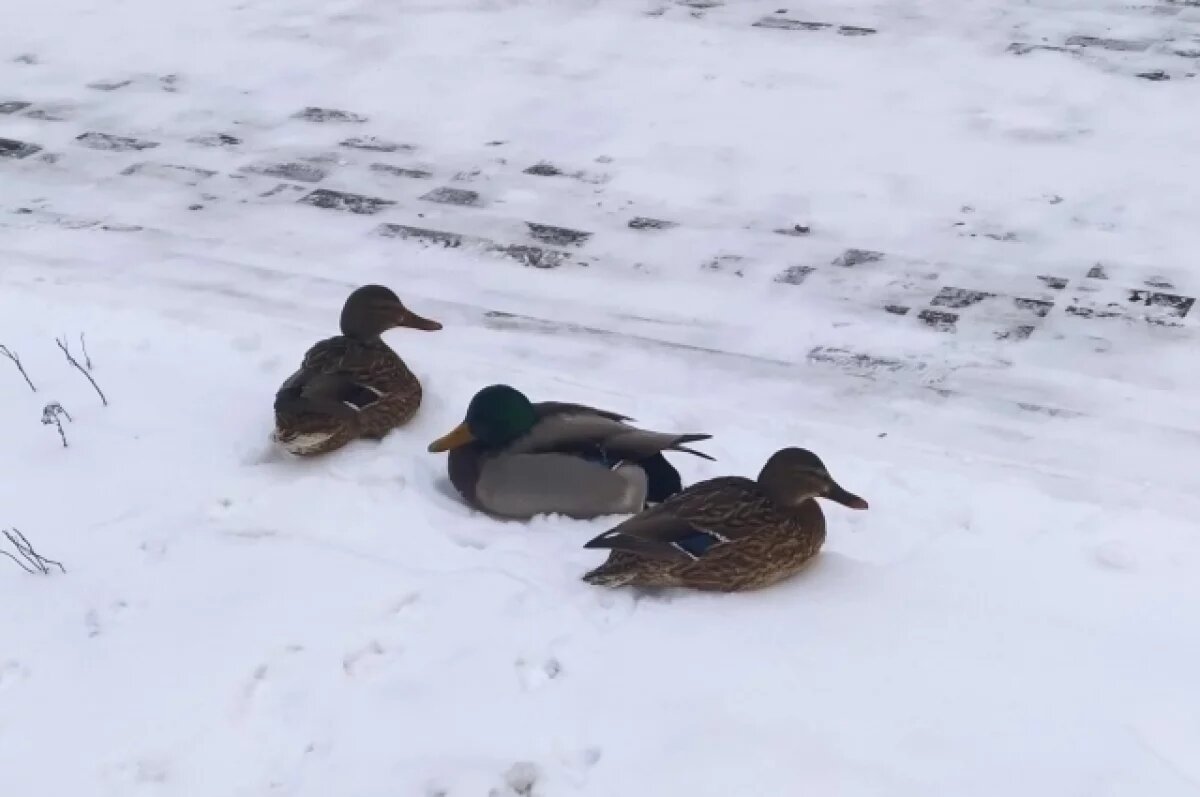    Стало известно, сколько в Кирове уток