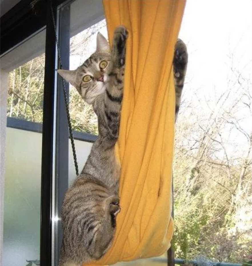 Кот висит на шторе. Фото из Яндекса. 