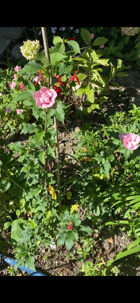 Гибискус Розовый шифон