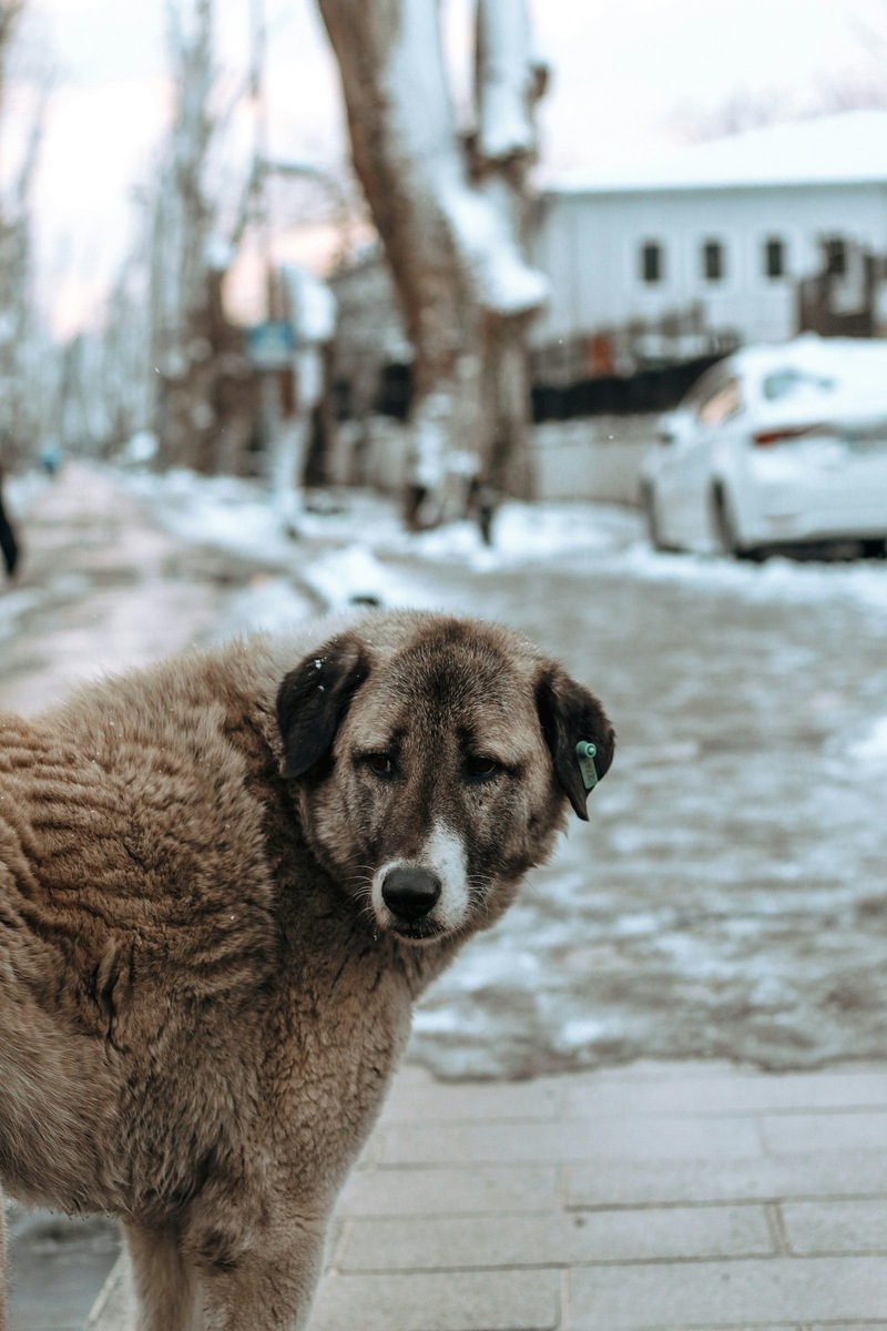    Солидарность жителей города стала решающим фактором в борьбе за жизни животных