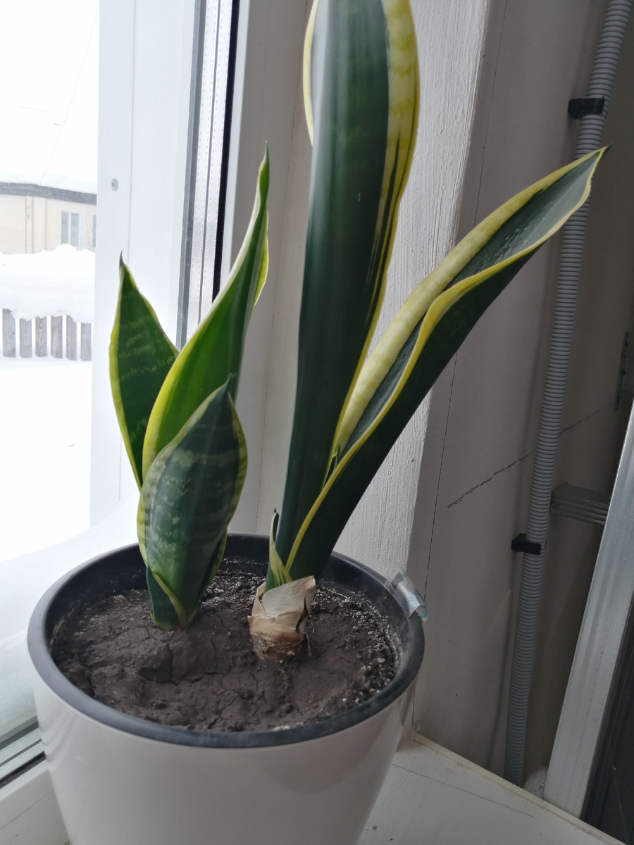 Моя сансевиерия , сорт не помню. Январь 2026г 