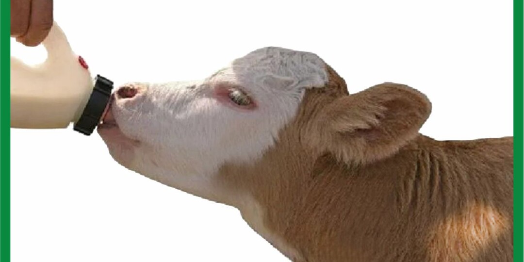 Растут как на дрожжах: кормим телят правильно