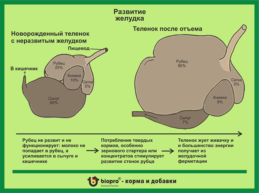 При рождении главный работающий отдел — сычуг. Это «настоящий» желудок, как у моногастричных животных: здесь молоко створаживается, переваривается белок, усваиваются жиры. Рубец, сетка и книжка у новорожденного есть, но они маленькие и функционально почти не задействованы. В природе теленок первые недели живет на молоке. Но наша задача — параллельно запускать развитие рубца, потому что именно рубец позже обеспечит телке/бычку быстрый рост на растительных кормах и хорошую конверсию корма.