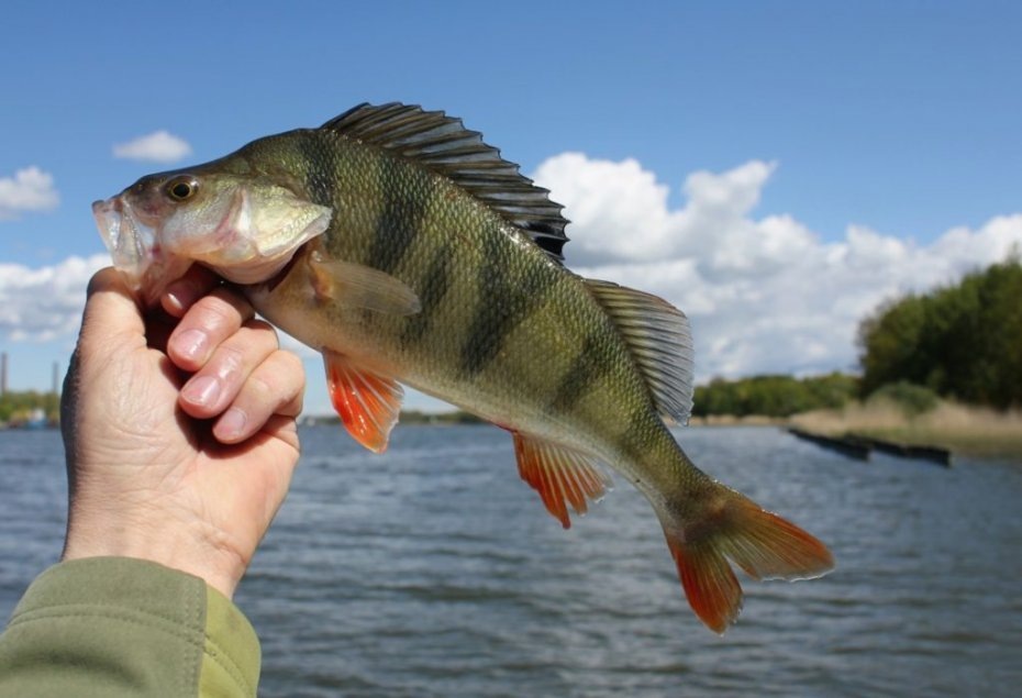 (фото из открытых источников)