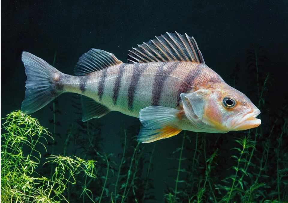 (фото из открытых источников)