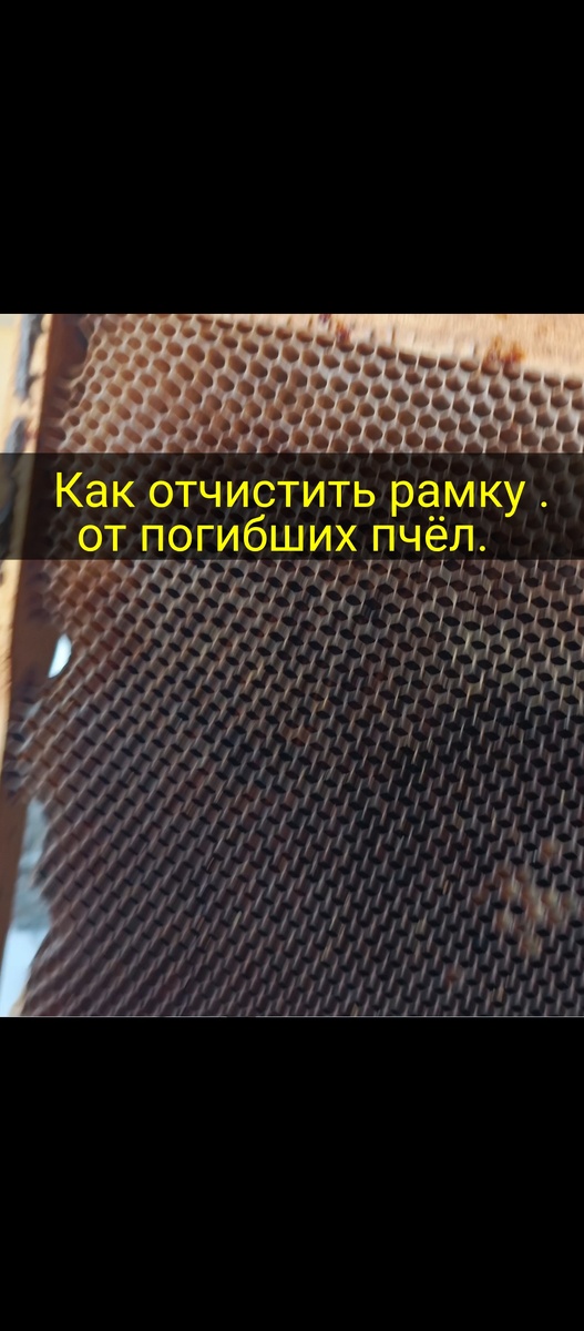 Добрый день, хочу рассказать как очистить рамки от погибших пчёл, которые погибли  в соте . Это особенно происходит в зимний период . Когда пчелы погибают они залазиют в соты , там и остаются .И сидеть пинцетом вытаскивать их очень долго , и пчёлы рвутся потом будут гнить , и если использовать эти рамки можно подхватить какую-нибудь заразу. Но есть очень хороший проверенный способ , выставить рамки на крышки ульев , и оставить на час , синицы с удовольствием помогут вам в этом деле . А через час можно перевернуть рамку на другую сторону . Но желательно не оставлять рамки на долгое время ,а то синицы начнут выедать мёд из рамок . Попробуйте не пожалеете , способ рабочий.